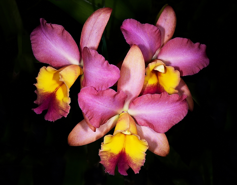 Three orchids