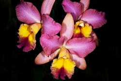 Three orchids