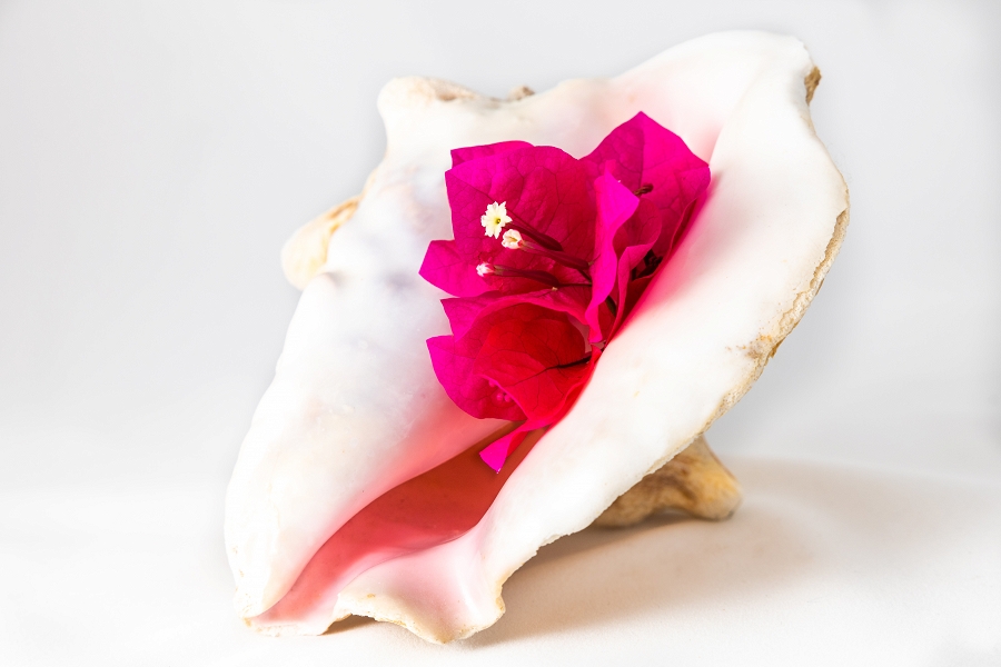 Bougainvillea in Conch