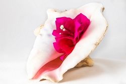 Bougainvillea in Conch