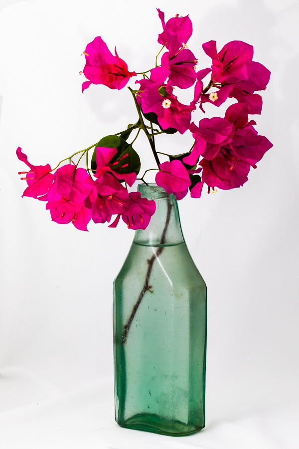 Bougainvillea in Old Glass Bottle