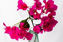 Bougainvillea in Old Glass Bottle