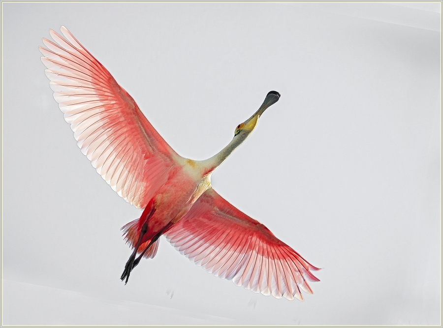 Roseate Spoonbill in Flight