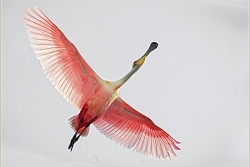 Roseate Spoonbill in Flight