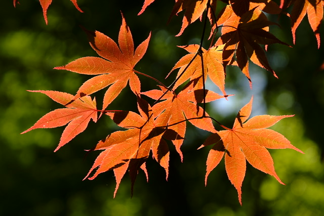 Japanese Maple tree