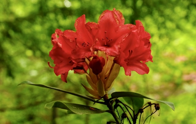 Red Rhododendron