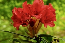 Red Rhododendron