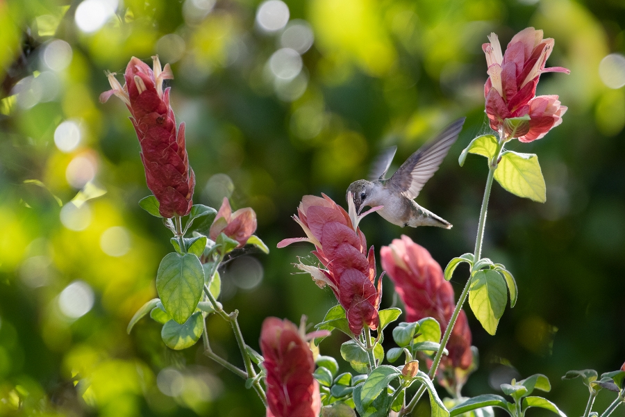 Hummingbird