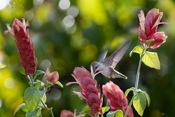 Hummingbird