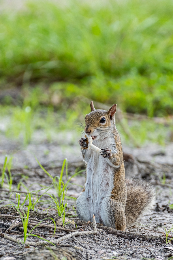 Squirrel