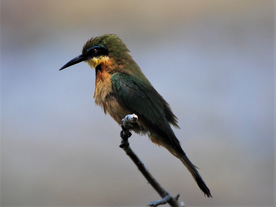 Botswana Bee-Eater