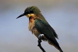 Botswana Bee-Eater