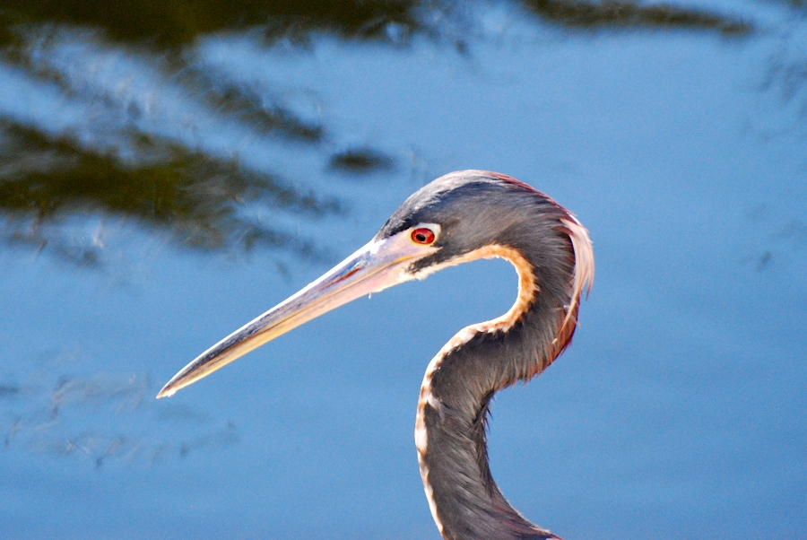 Hunting Tricolor Heron