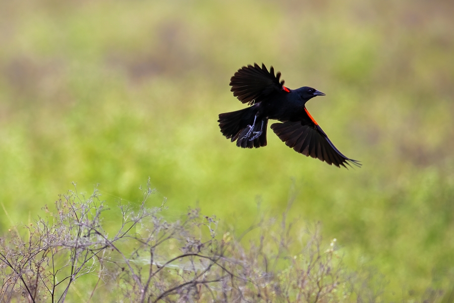 Redwing in Field