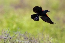 Redwing in Field