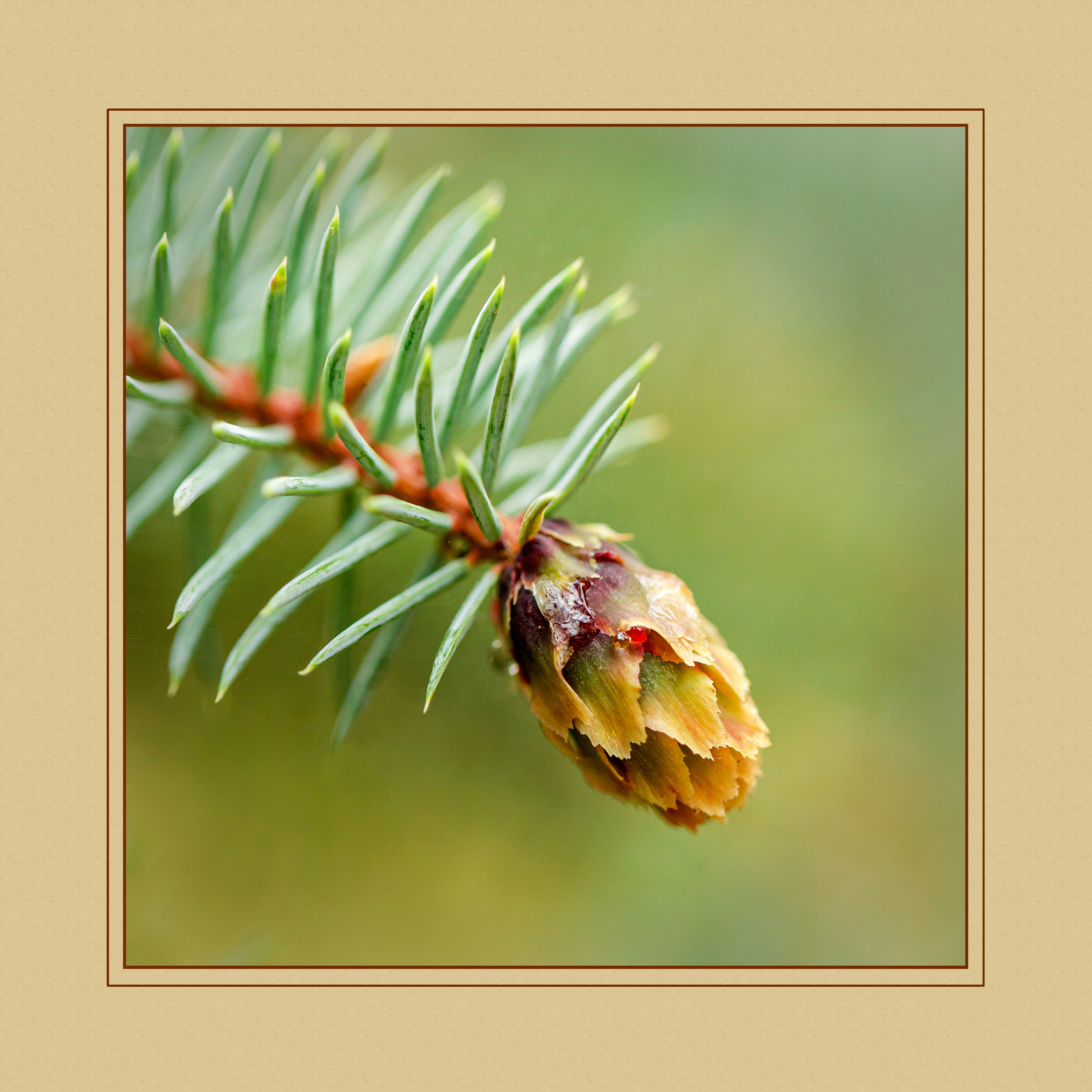 Pinecone Portrait