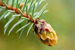 Pinecone Portrait