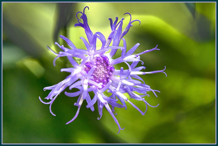 Suspended Flower