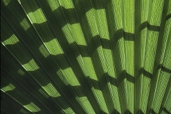 Palm Leaf