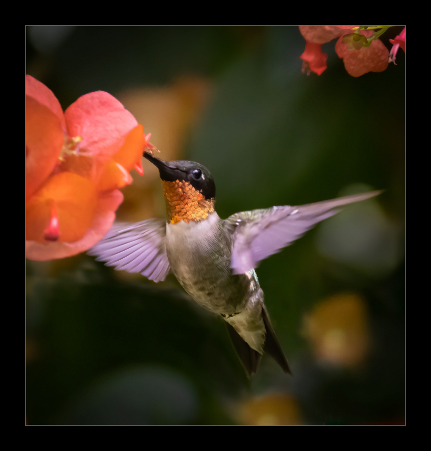 Hummingbird in the Chinese Hat Blooms