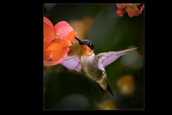 Hummingbird in the Chinese Hat Blooms