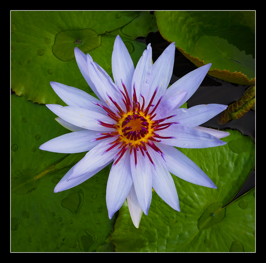 Water Lily