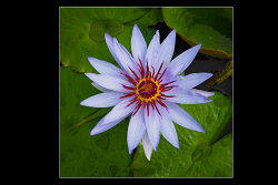 Water Lily