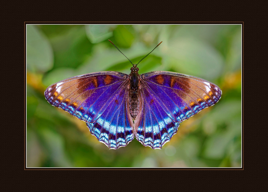 Jewel Colors of Michigan