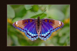 Jewel Colors of Michigan