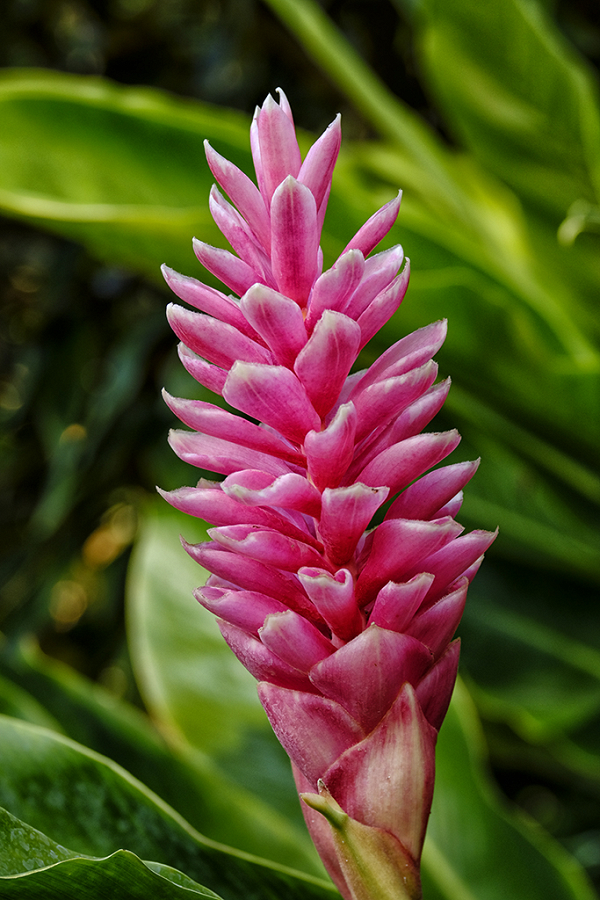 Ginger, Fairchild Garden