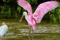 White Ibis and Roseate Spoonbill, Ding Darling NWR