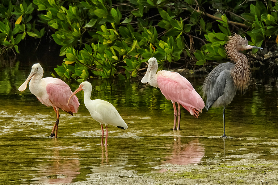 Roseate Spoonbills, White Ibis and Reddish Egret, Ding Darling NWR