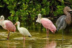 Roseate Spoonbills, White Ibis and Reddish Egret, Ding Darling NWR