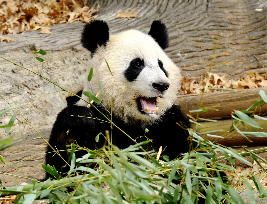 Giant Panda