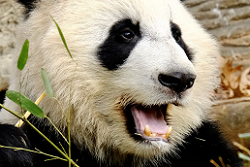 Giant Panda