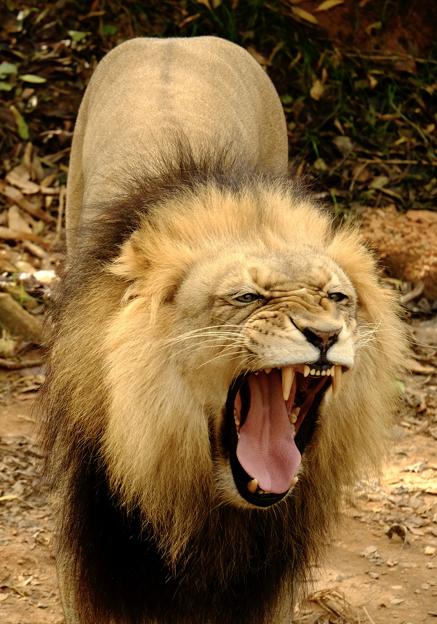 African Lion