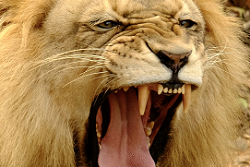 African Lion