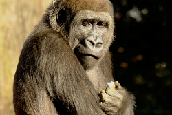 Western Lowland Gorilla