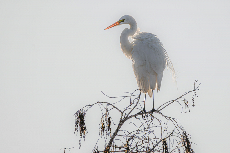 Great Egret