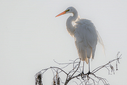 Great Egret