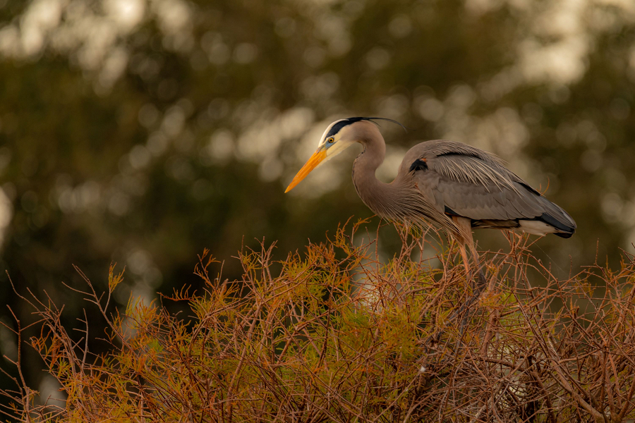 Blue Heron