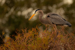 Blue Heron