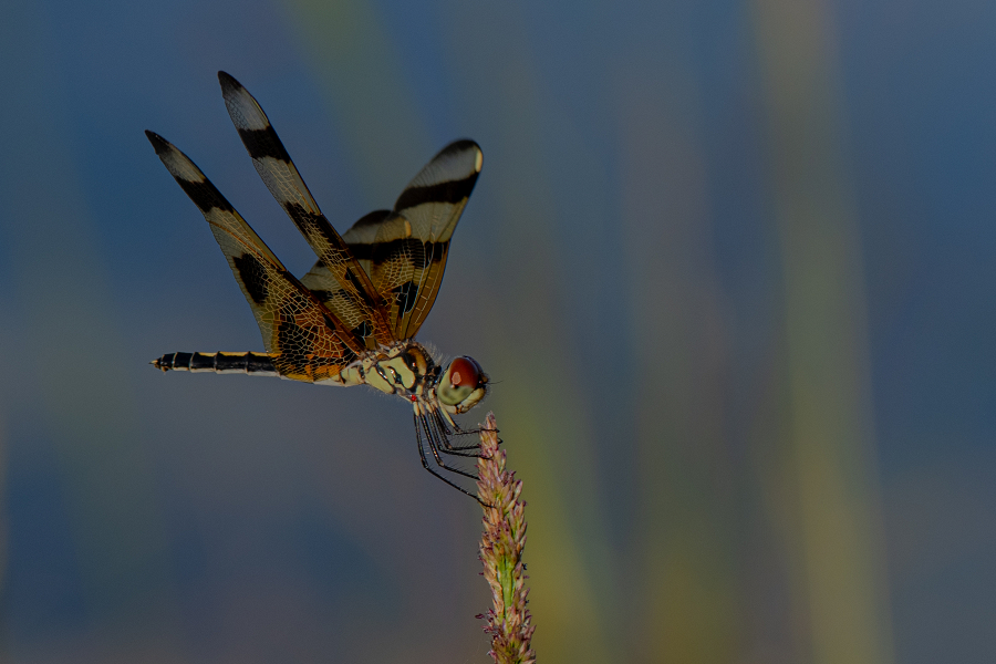 Dragonfly