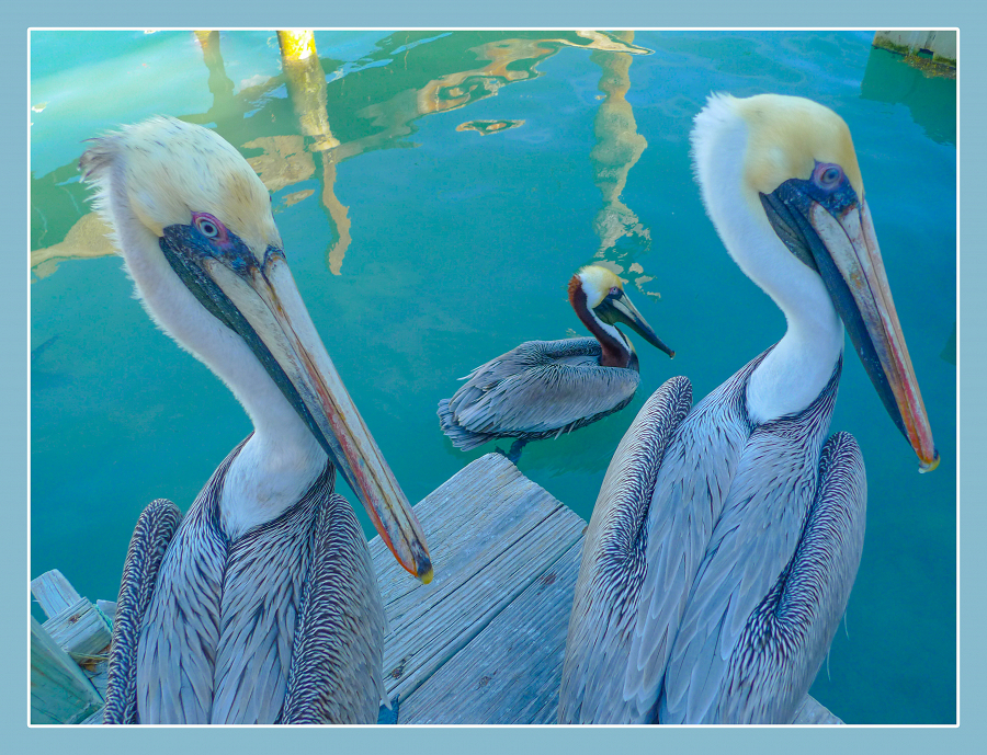 The Pelicans