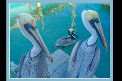 The Pelicans