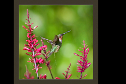 Not Your Typical Hummingbird Shot