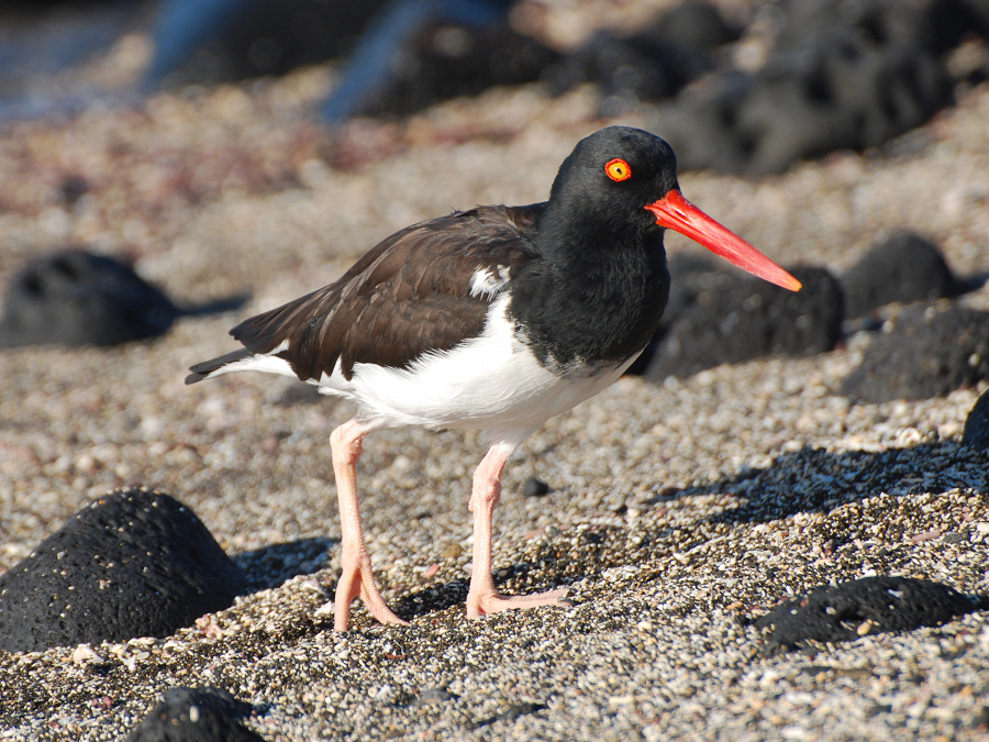 Oystercatcher