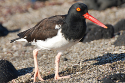 Oystercatcher