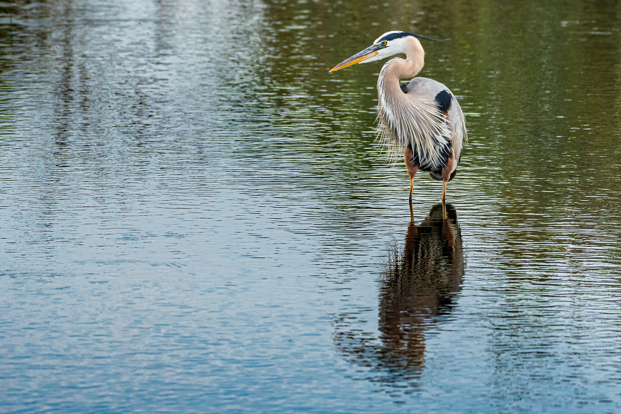 Great Blue Heron