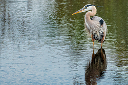 Great Blue Heron